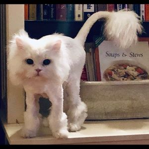 Meet your Posher, Kathryn